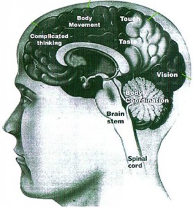 Structure of the brain