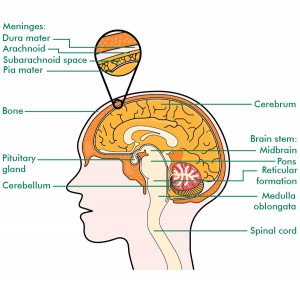 Brain Cross Section